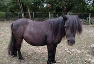 Mariechen (geb.2004)