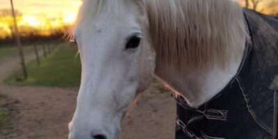Sharif (geb.2012)