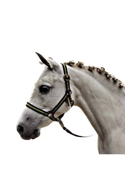 Sharif (geb.2012)