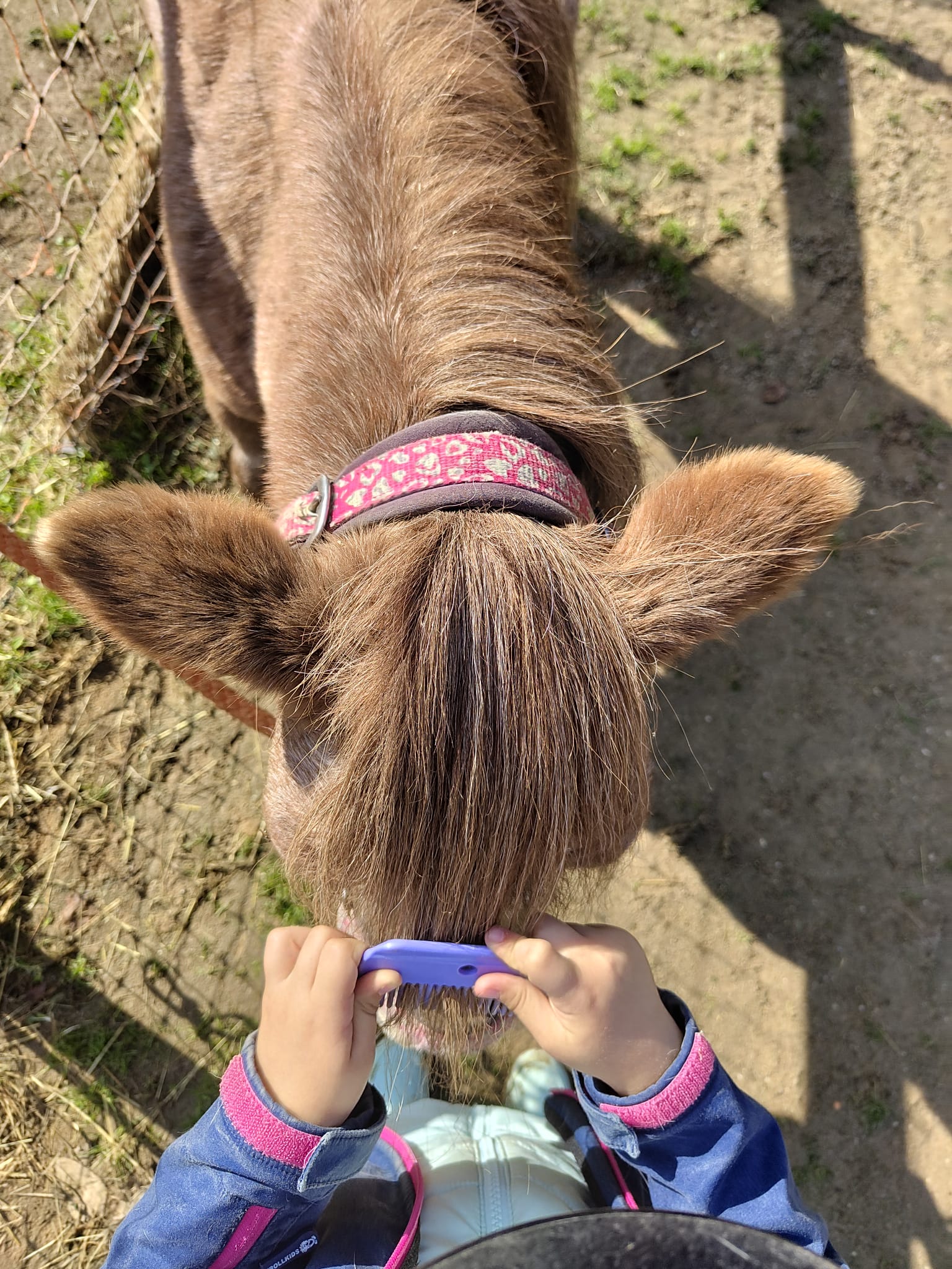 Was machen wir in den Reitpädagogischen Einheiten?