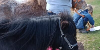 Ponyglück im Frühjahr