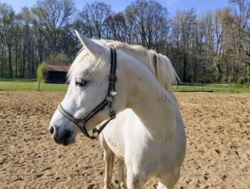 Zu Besuch bei Sharif
