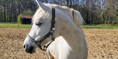 Zu Besuch bei Sharif