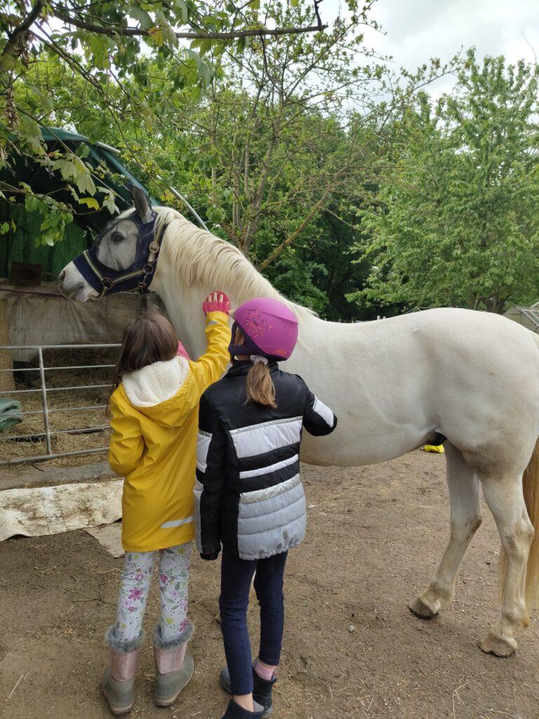 Kinder putzen ein Pferd
