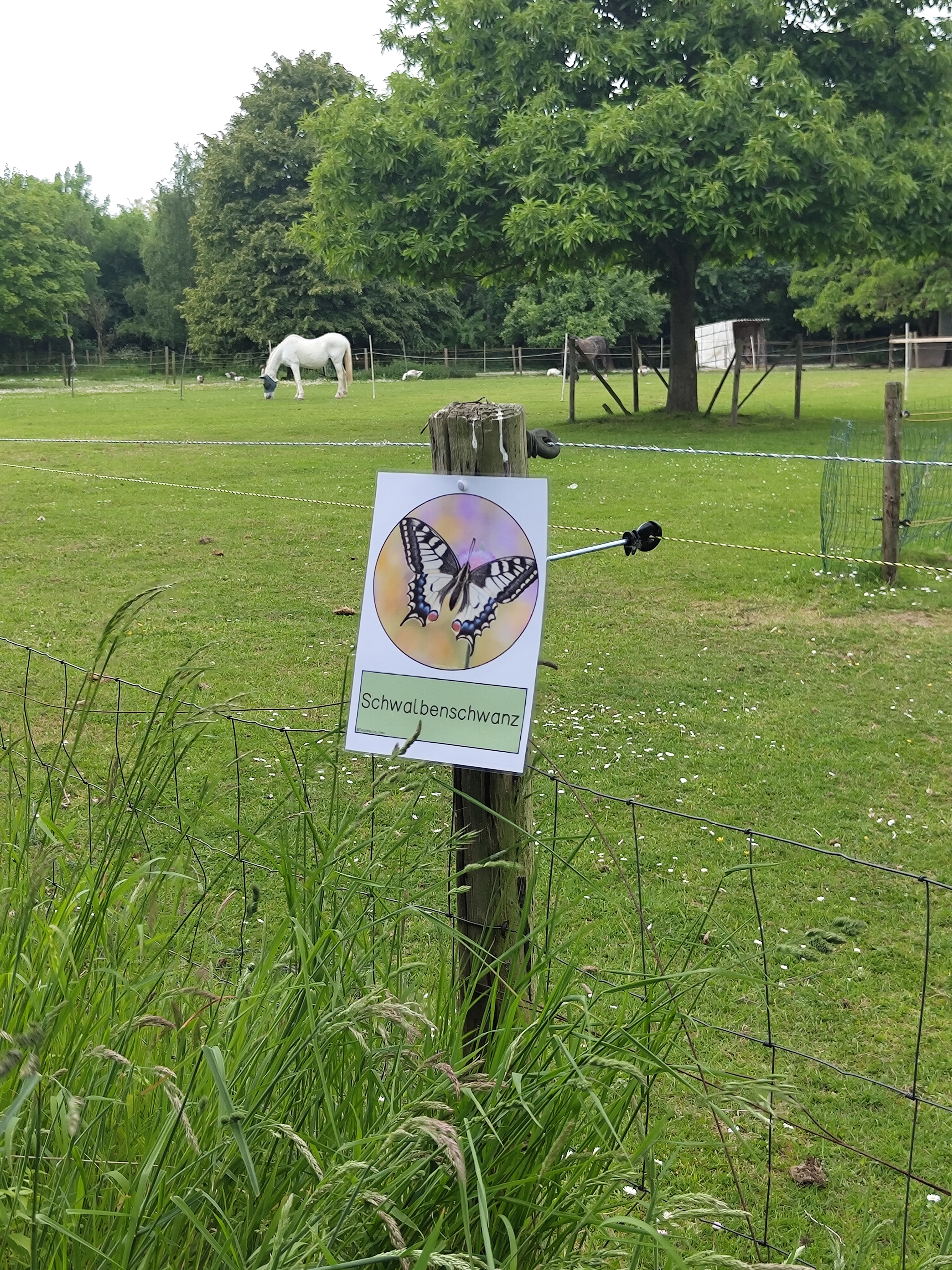 tiergestützte Pädagogik –       Lebenszyklus Schmetterling 🦋