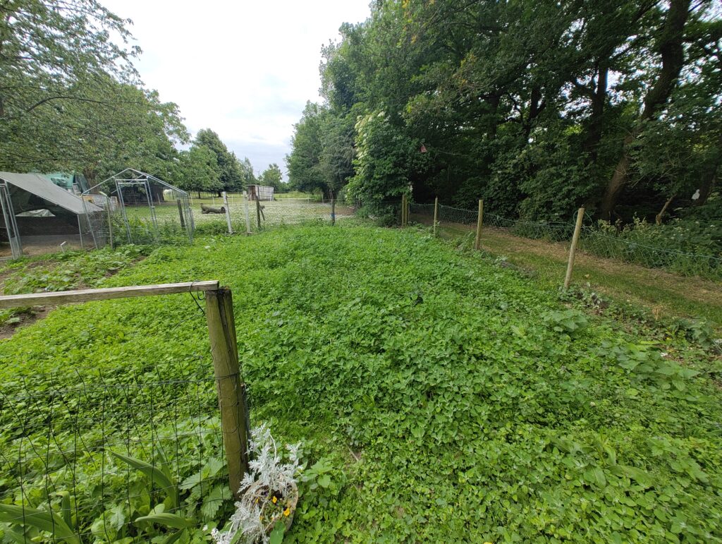 Wildblumenwiese im Wachstum 