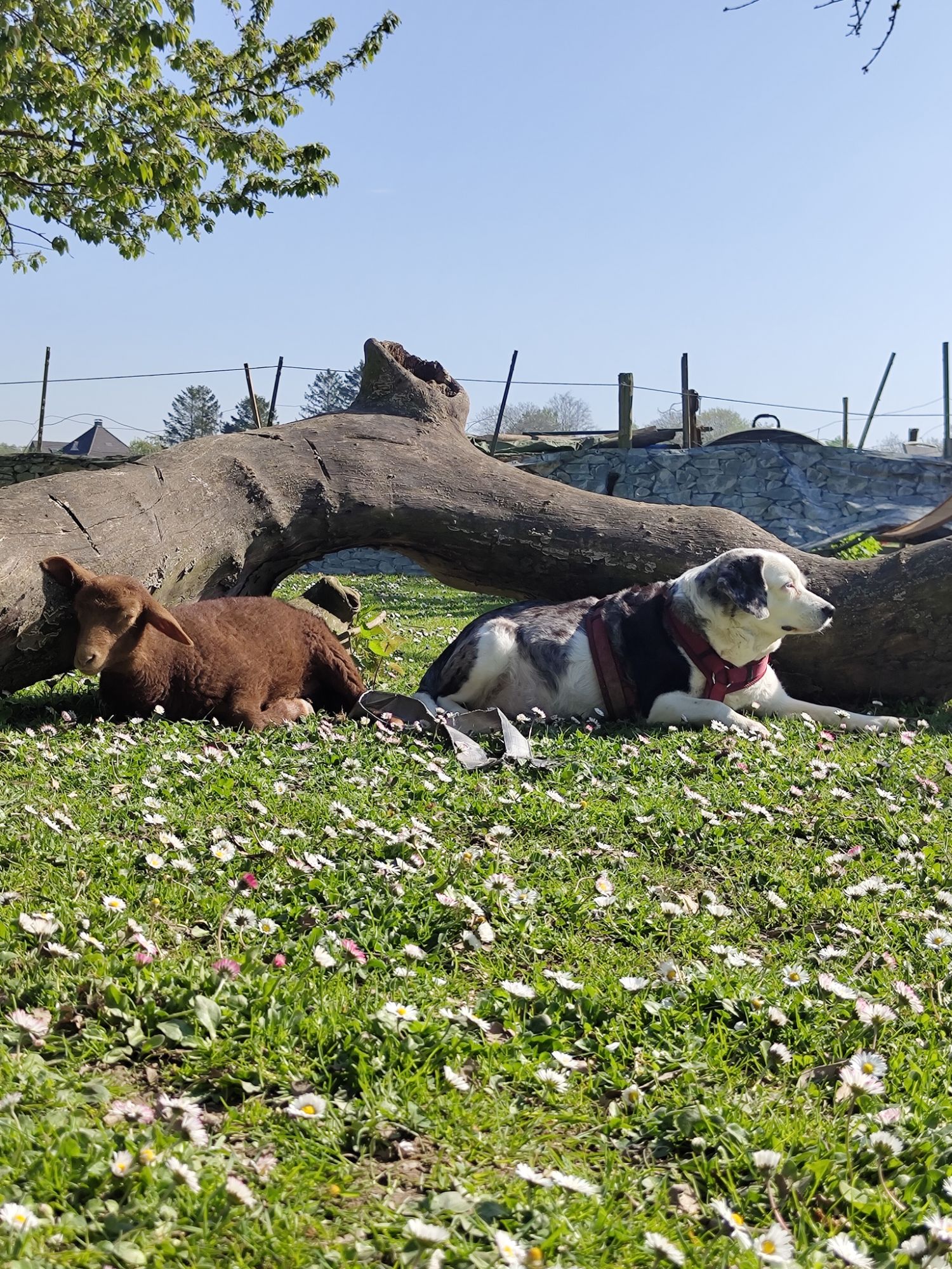 Therapietiere Reitpädagogik Heinsberg