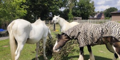 Neues von Sharif