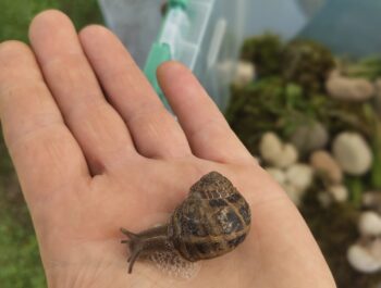 Tiergestützte Pädagogik: Schnecken als Lehrmeister