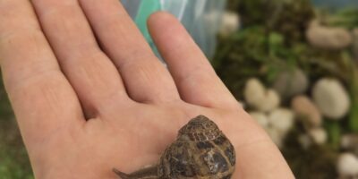 Tiergestützte Pädagogik: Schnecken als Lehrmeister