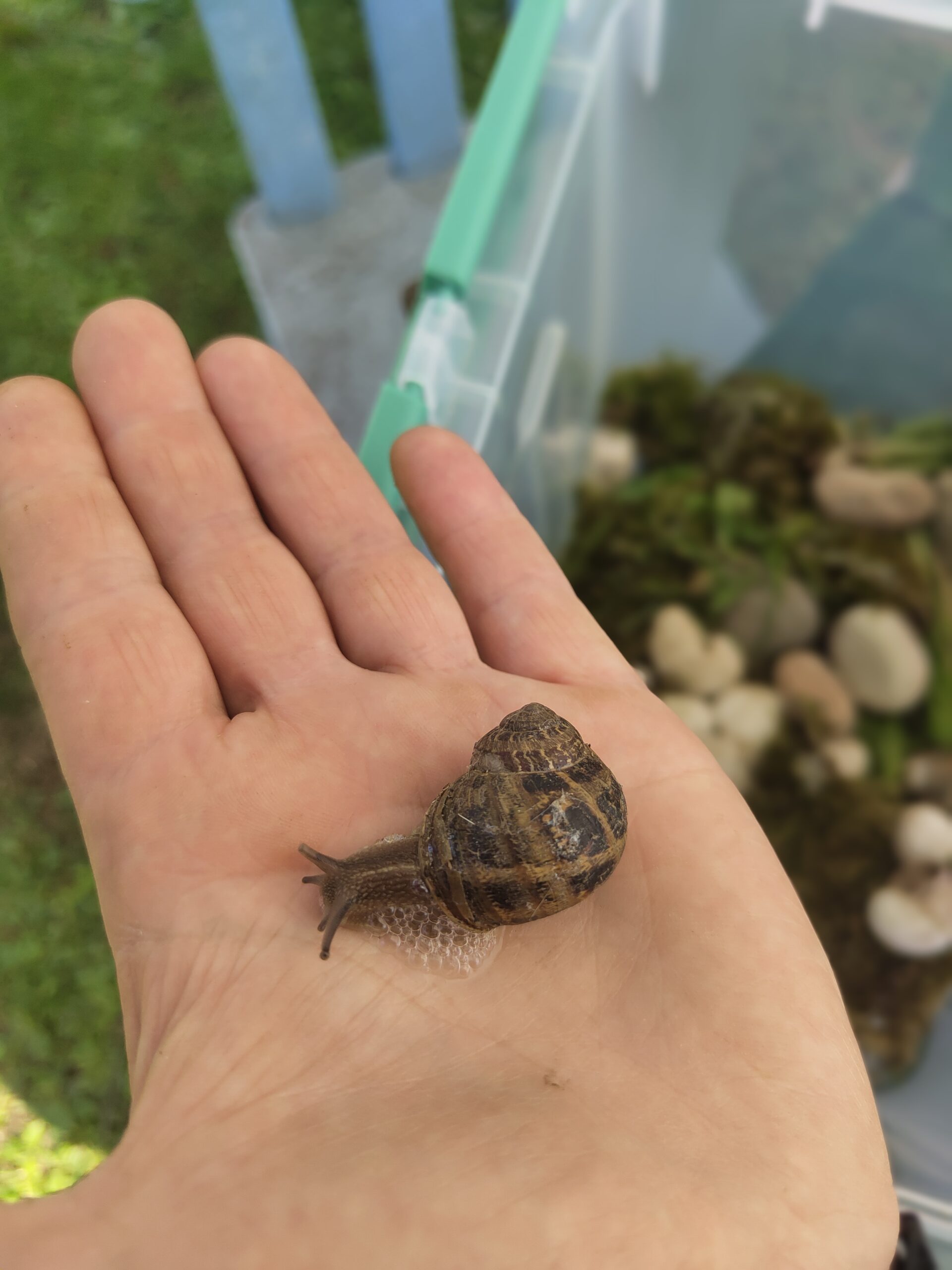 Tiergestützte Pädagogik: Schnecken als Lehrmeister